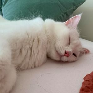 Meet your Posher, Hana